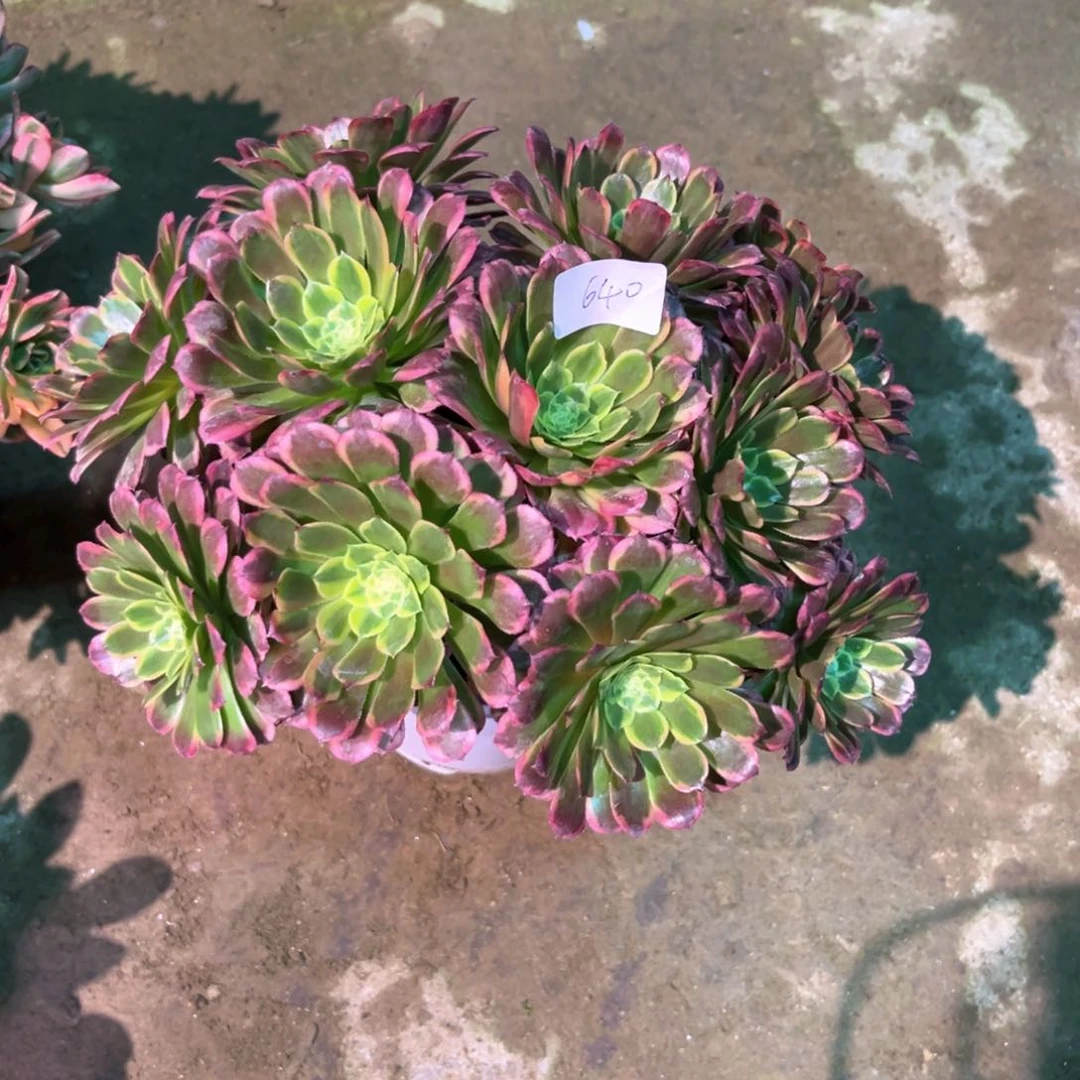 单***。多肉植物朝霞640