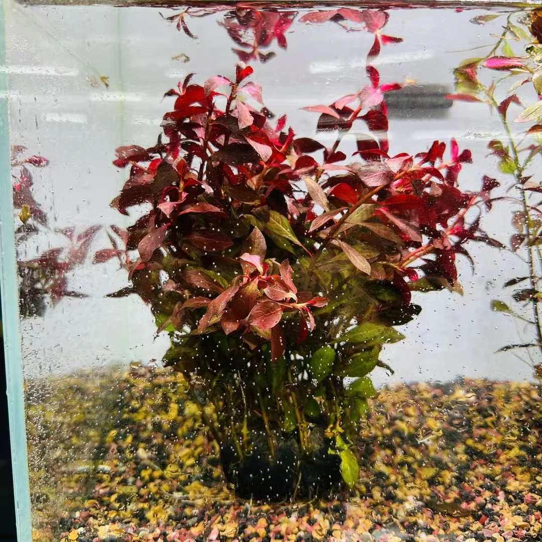拂晓水草（烈焰丁香大坨水下叶）新手水草坨草净水植物