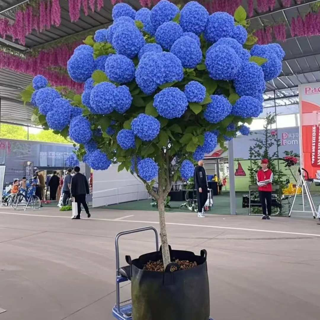 中华木绣球斗球阳台花卉白色大花绣球花耐热耐寒木本绣球树苗花卉