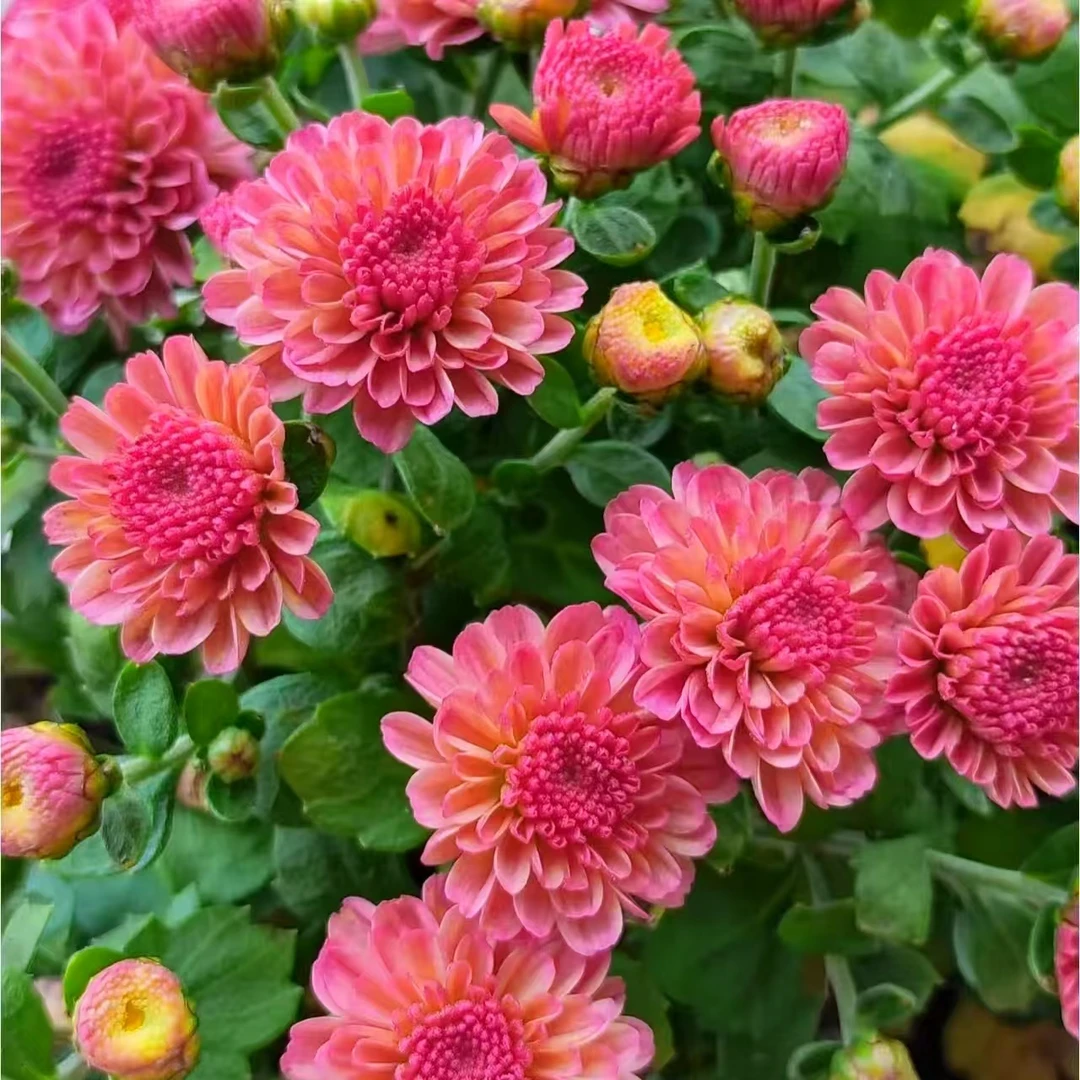 【奶糖球菊】耐热耐晒地栽好养易成活