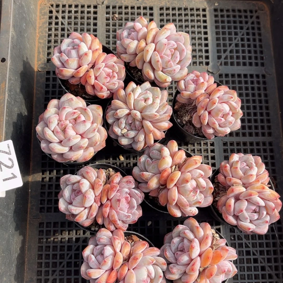 带盆发  721号新疆西藏内蒙古不包邮