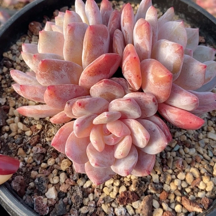 梦露 韩货精品666