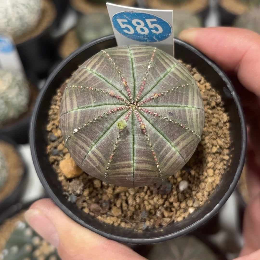 585实生布纹球带盆带土发货的