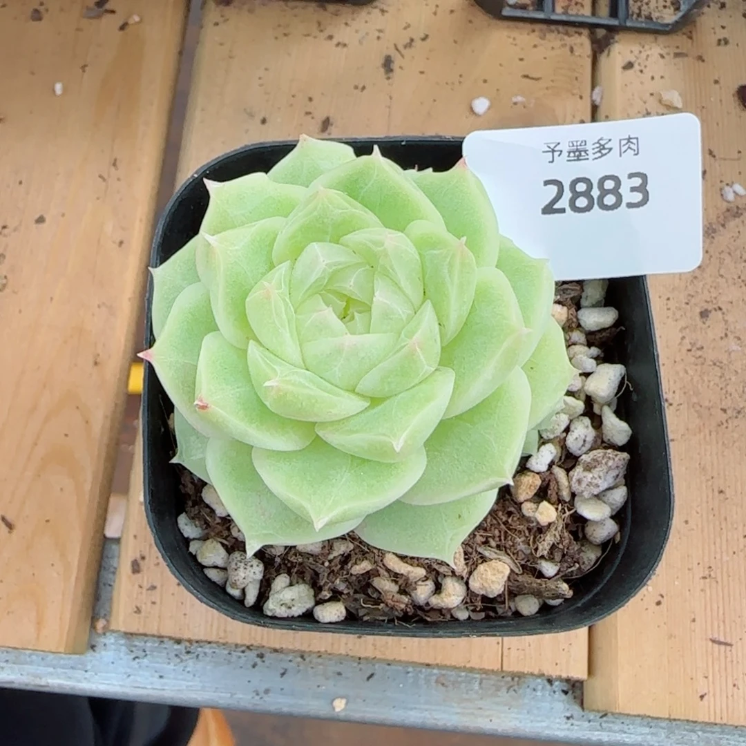 梦***露梨花白小崽不包整，2883多肉植物