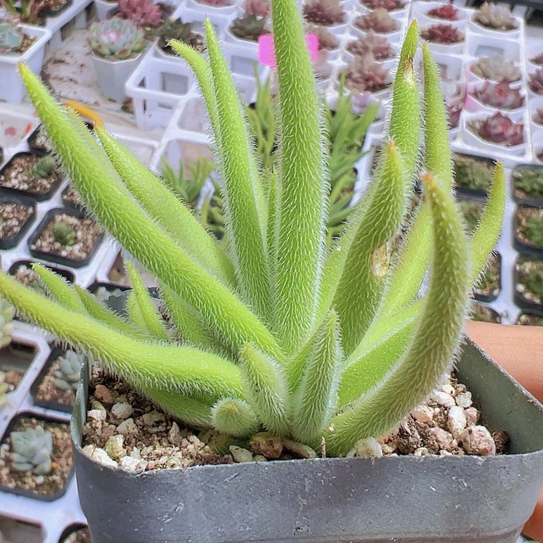 银狐拓土发货19包邮