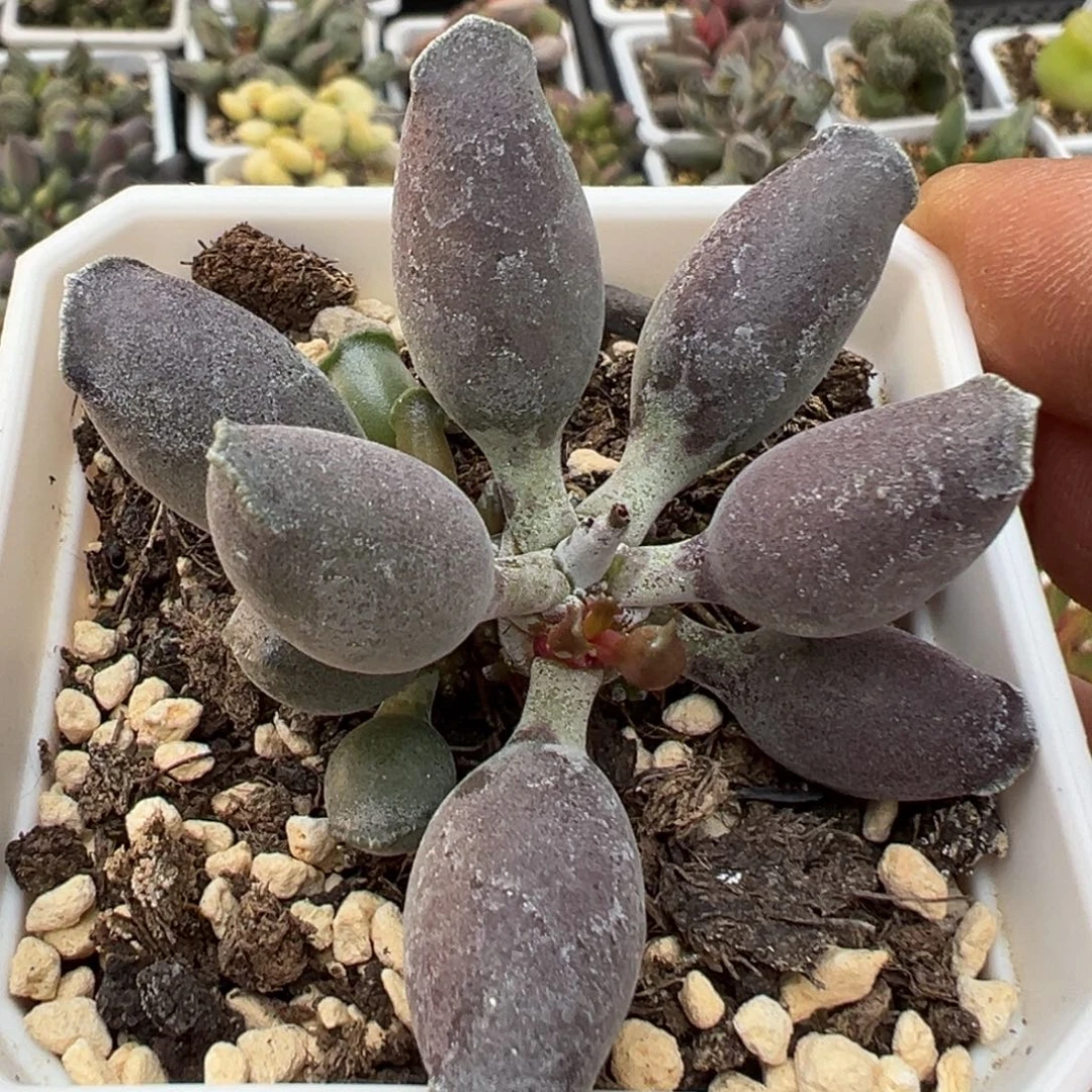 艺伎海豹老桩多肉植物水泡