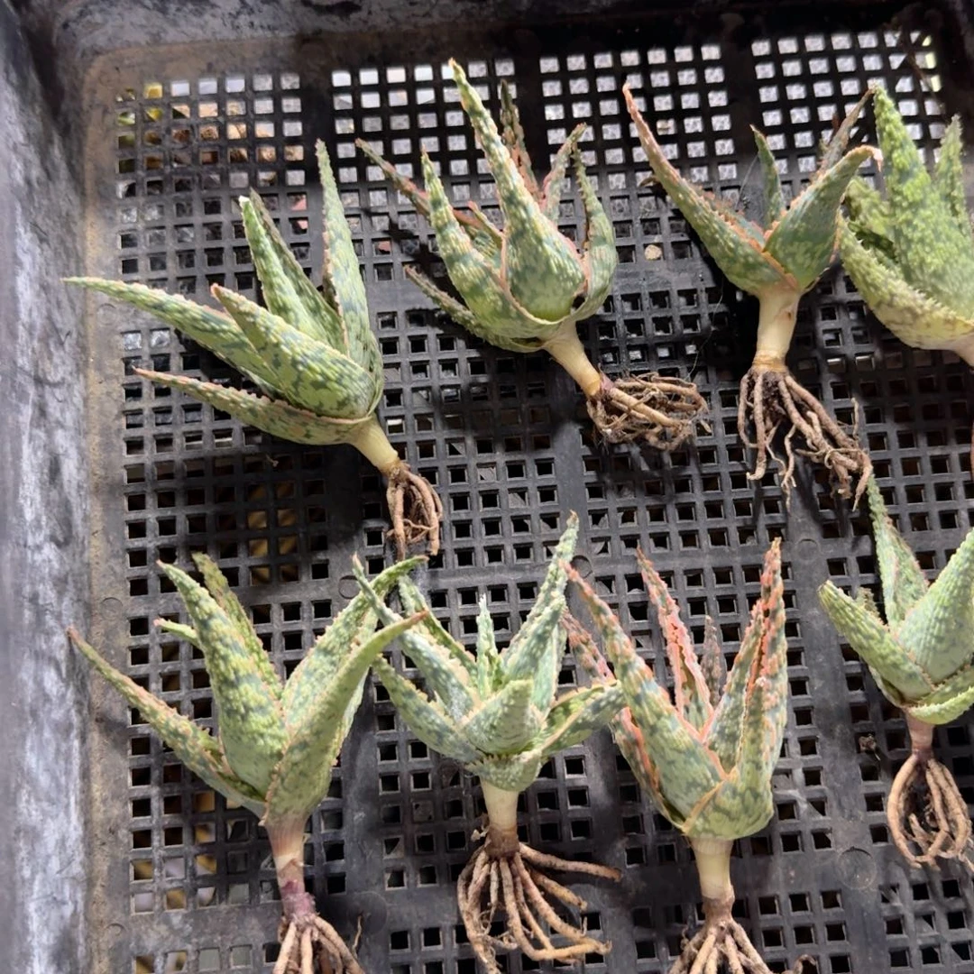 146芦荟8个一份脱土发货有断叶