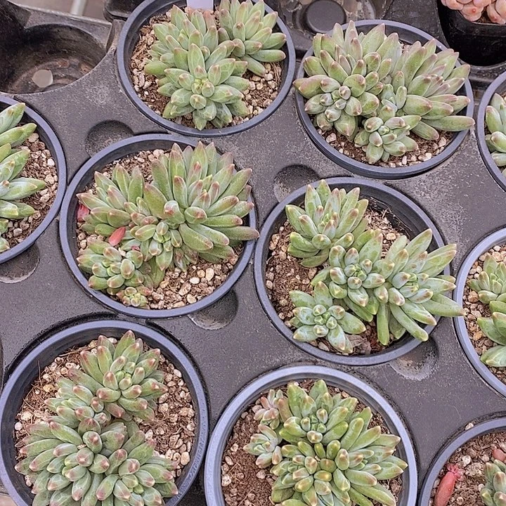 伊卡鲁斯群福利一颗量拍