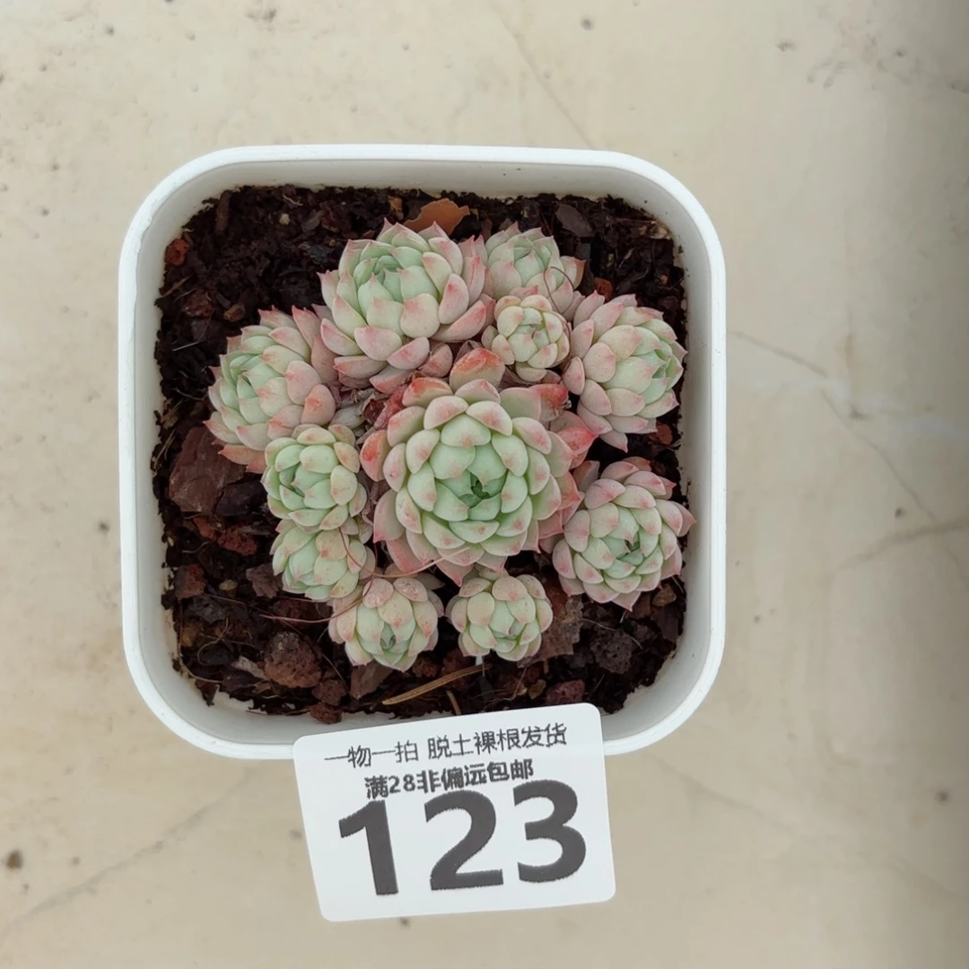 小粉梅无盆土发货