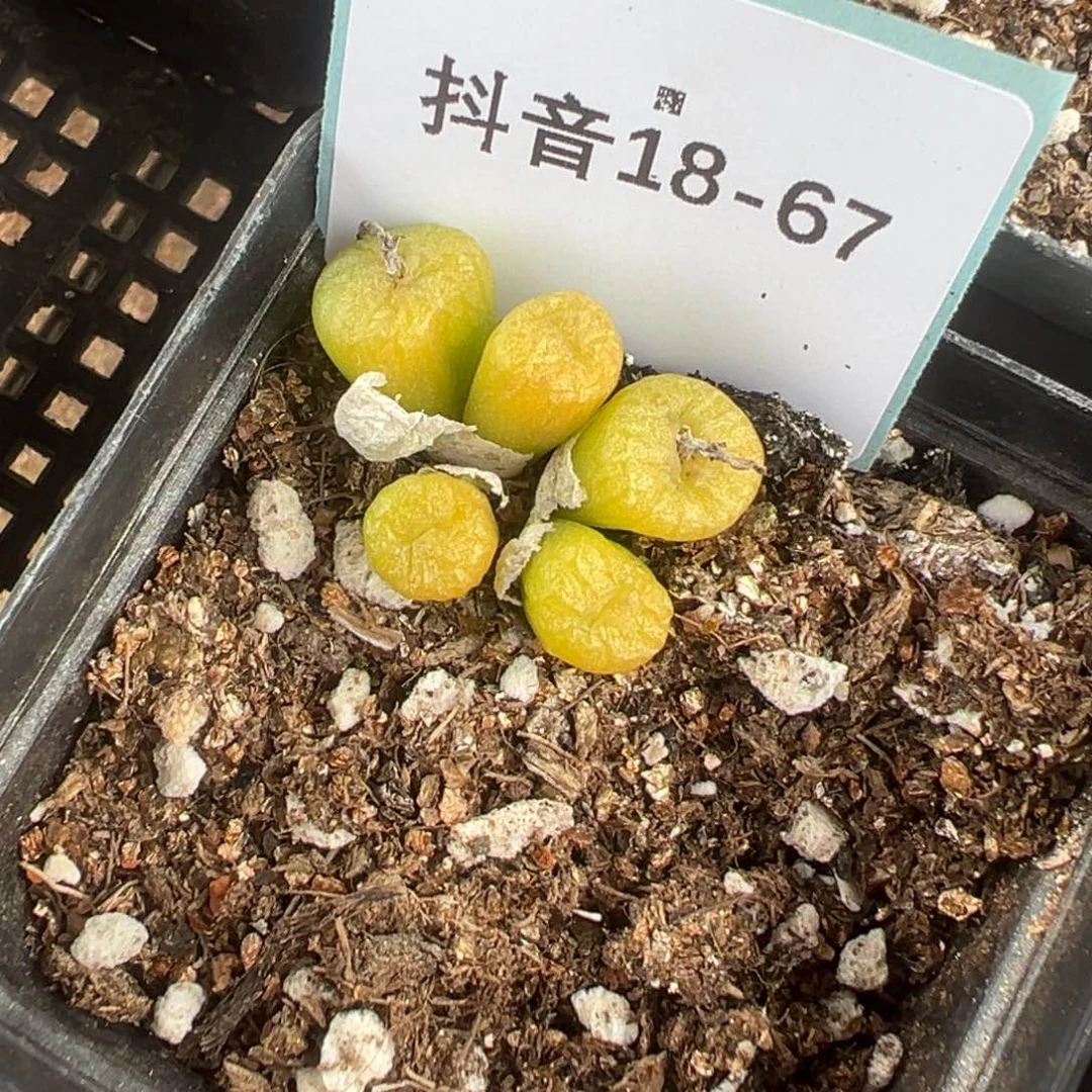 18-67铜壶多肉植物，