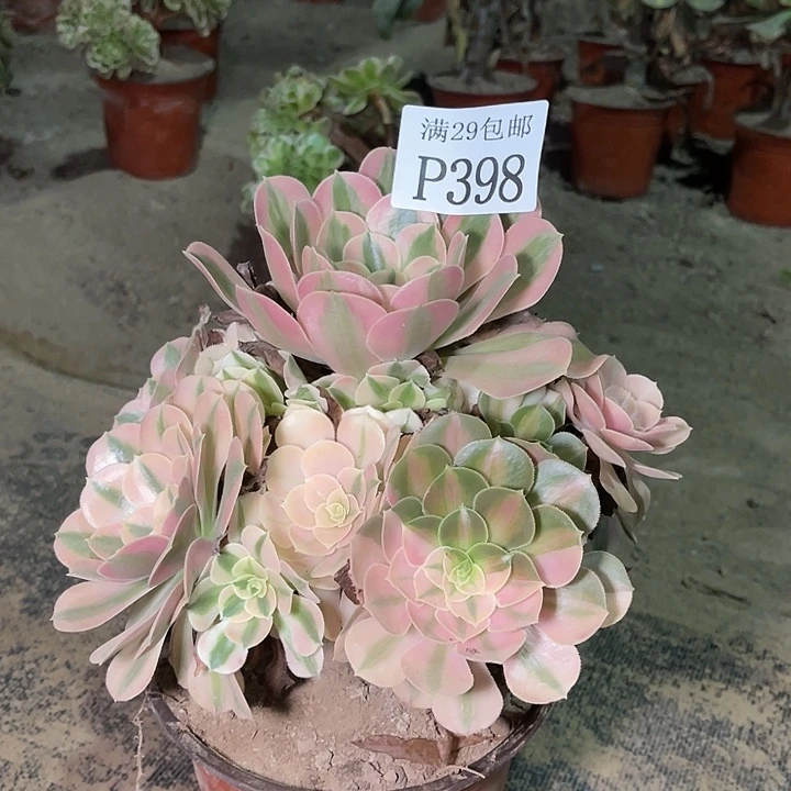 398花脸女巫多肉植物