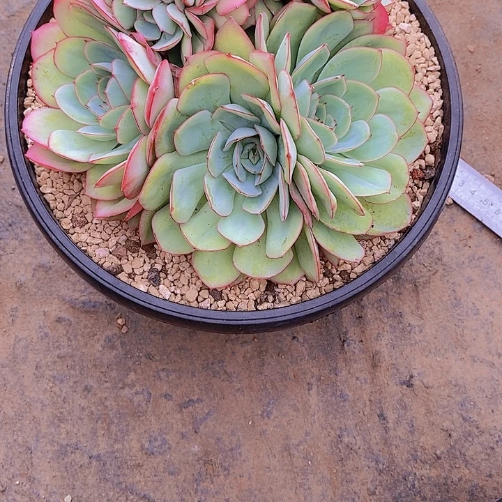素***素牡丹亭涰多肉植物老桩