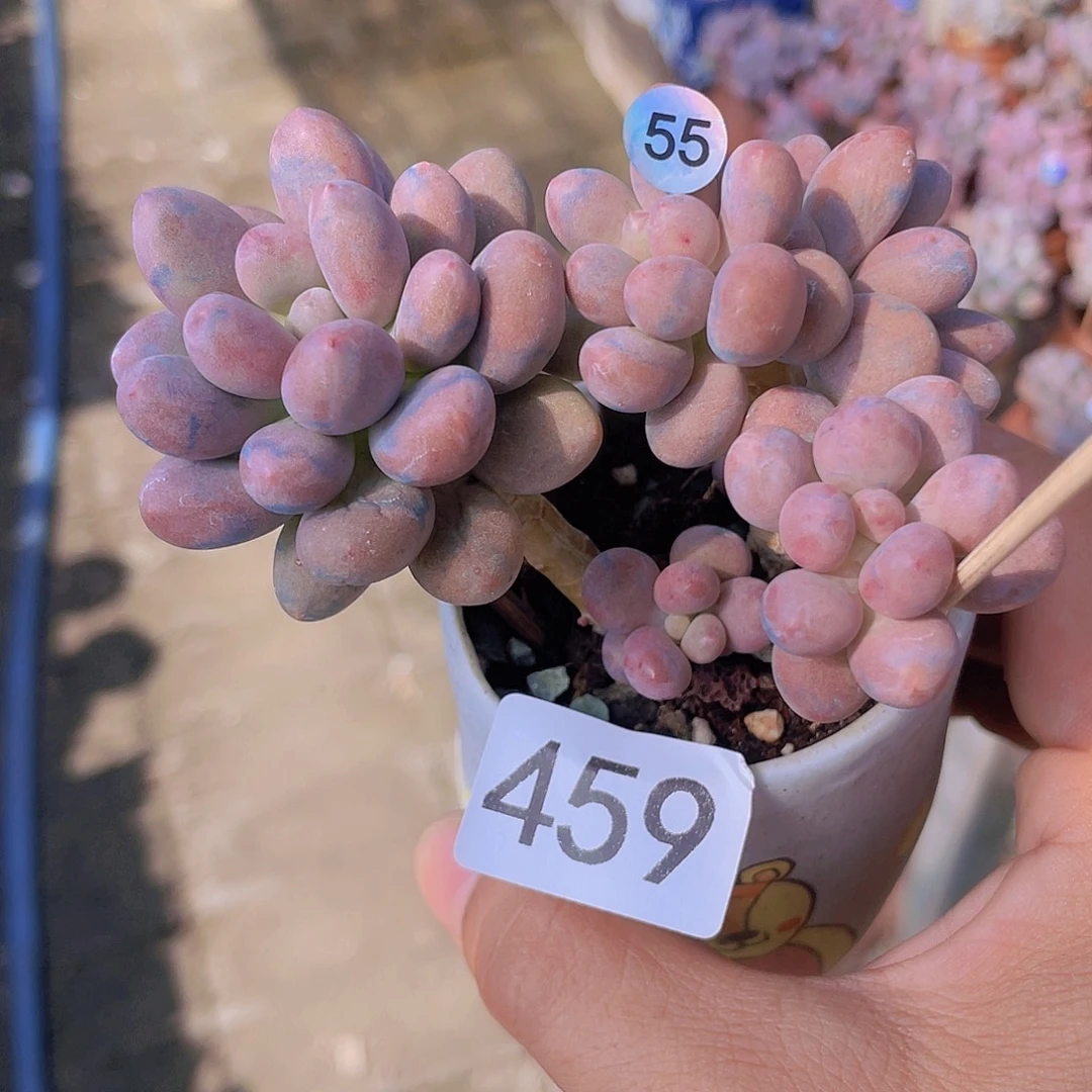 奶尖多肉植物多肉植物
