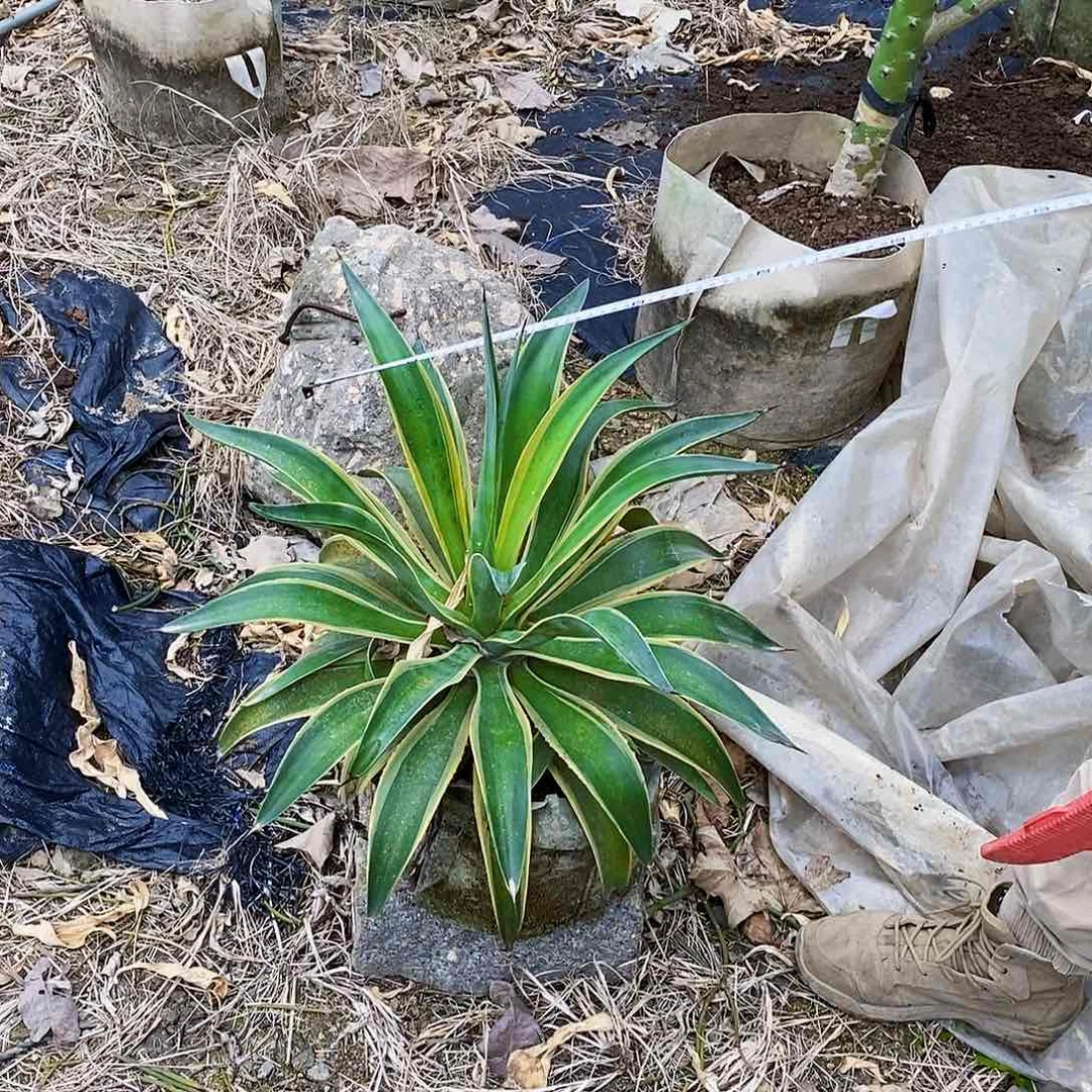 金边初绿冠幅50厘米左右