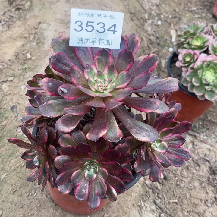 3534红金刚变异的人多肉