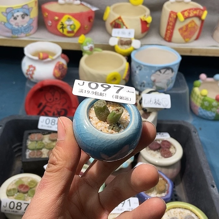 97大舅生石花肉锥