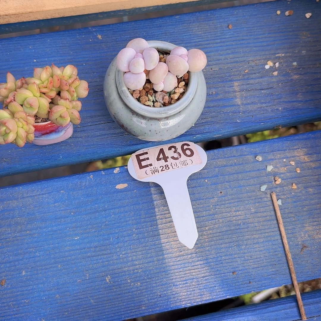 E436奶酪一物一拍