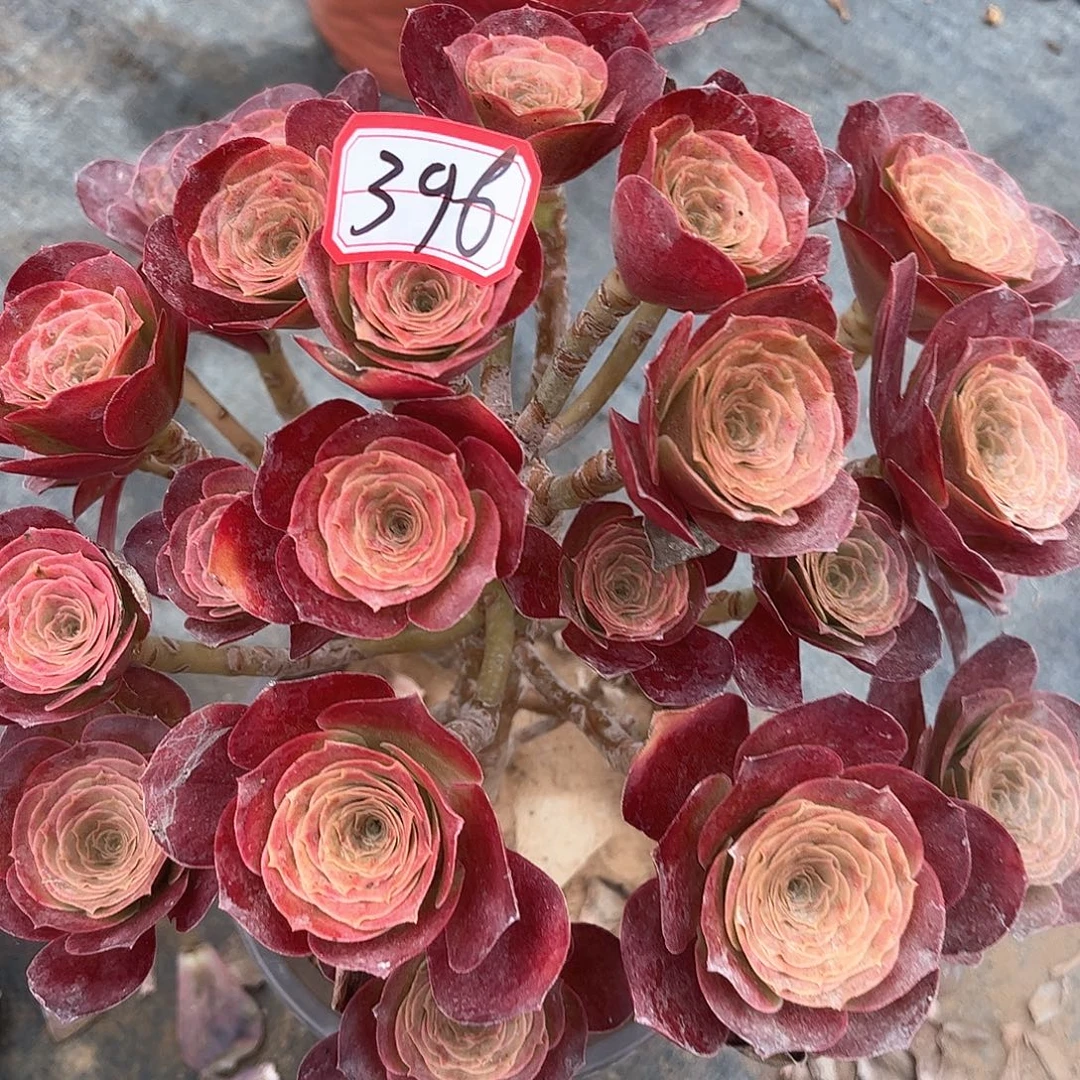 多肉396号多肉植物
