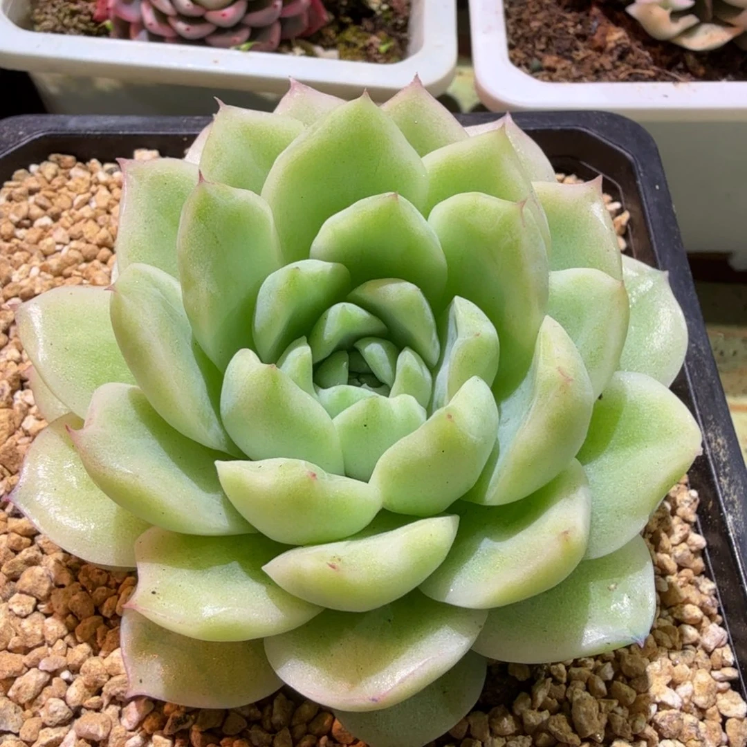 麦秆锦，锦上园艺一物一拍