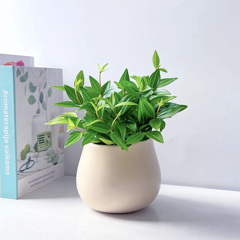 钻石翡翠吊兰客厅办公室四季常青净化空气室内绿植盆栽室内