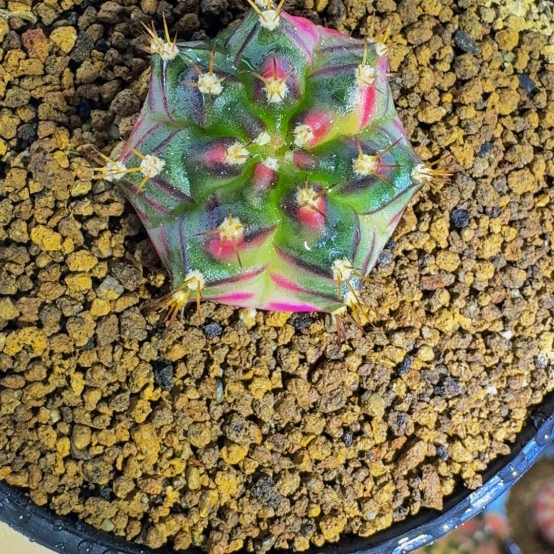 桃太狼后代000000000000101