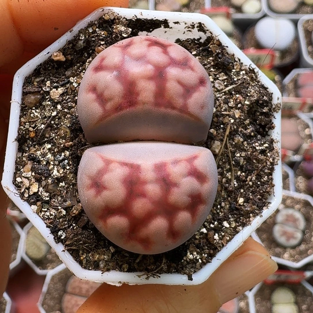 生石花22/：/。  313