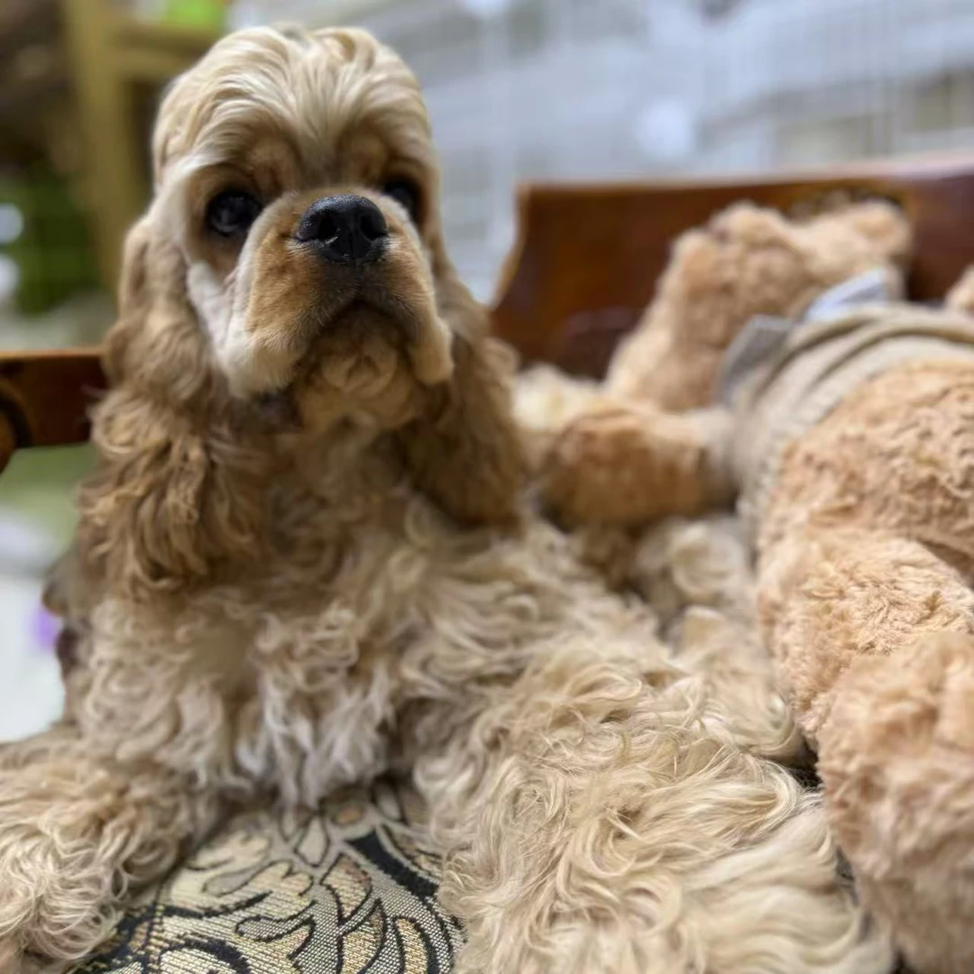 【涂涂家的美卡】迪士尼小狗宠物活体全款链接