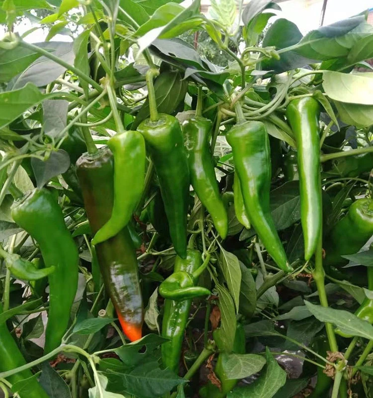 东北辣妹子辣椒3斤[顺丰包邮]