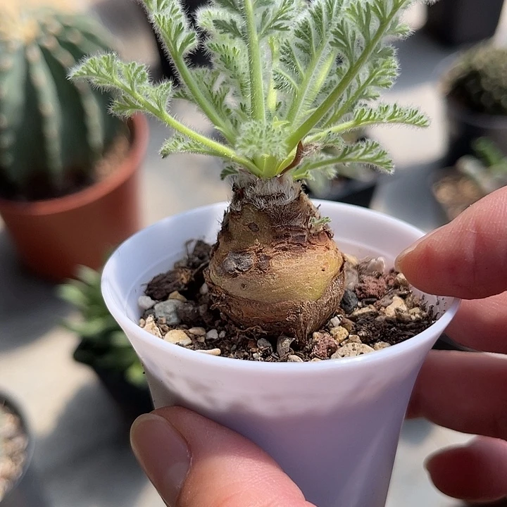 无花朵实生羽叶洋葵块根