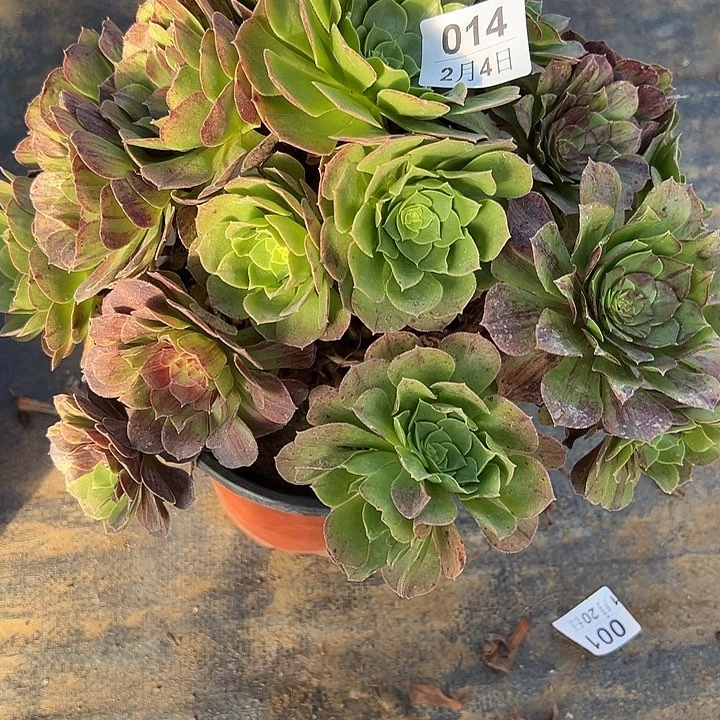 2.4-14花月夜多肉