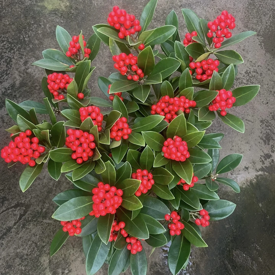 京东发货 彩冰花【红玉珠】1.5加仑盆 多样性发货