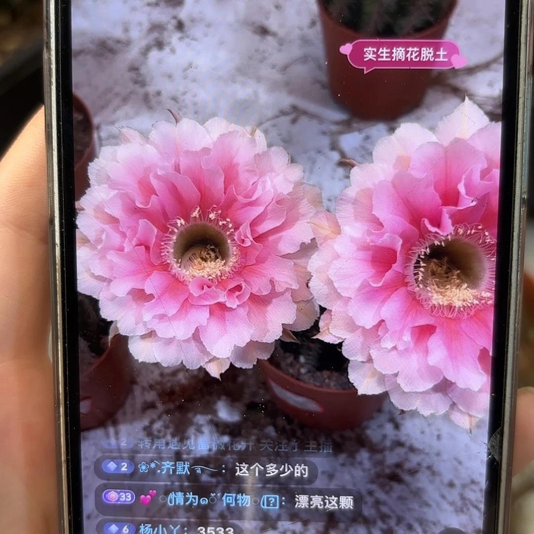 彩草珊瑚6公分左右