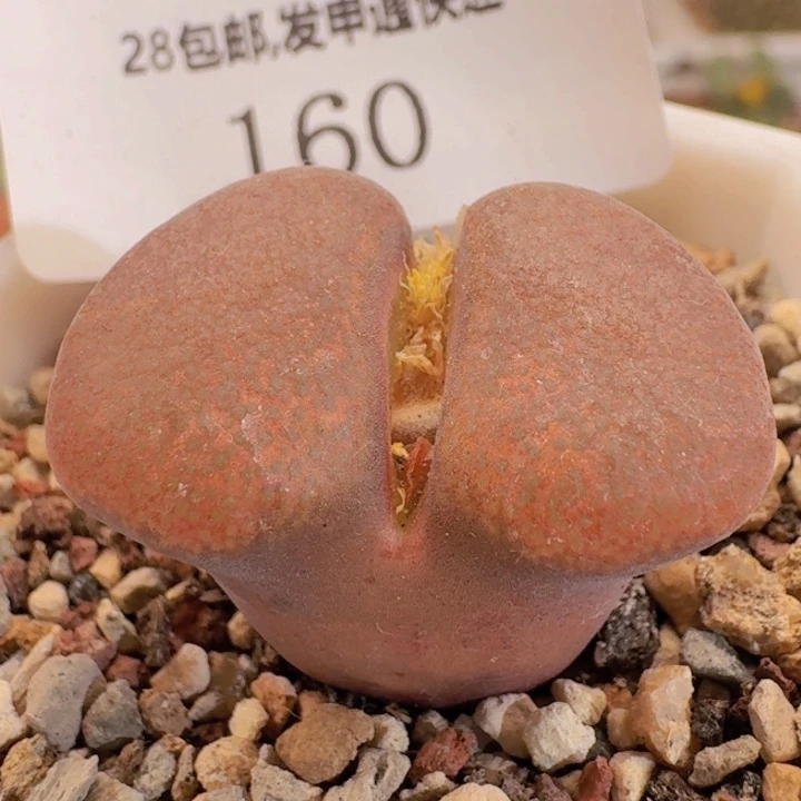 160。