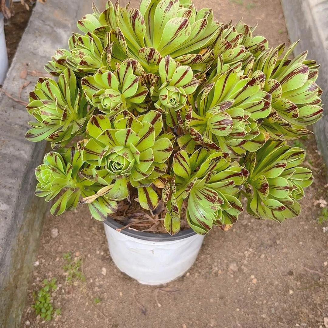 必火多肉植物手捧