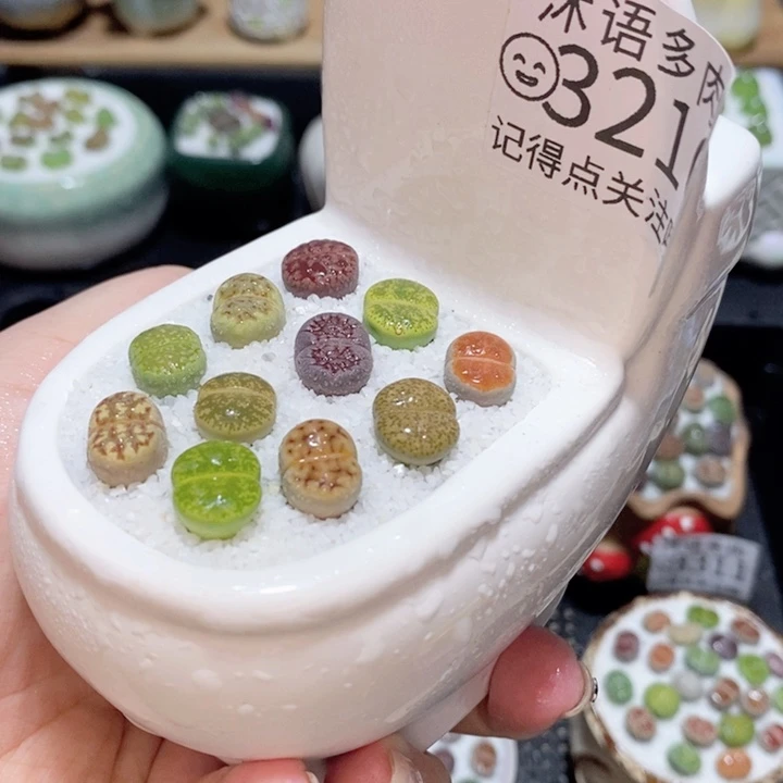 精美盆栽 一物一拍3216