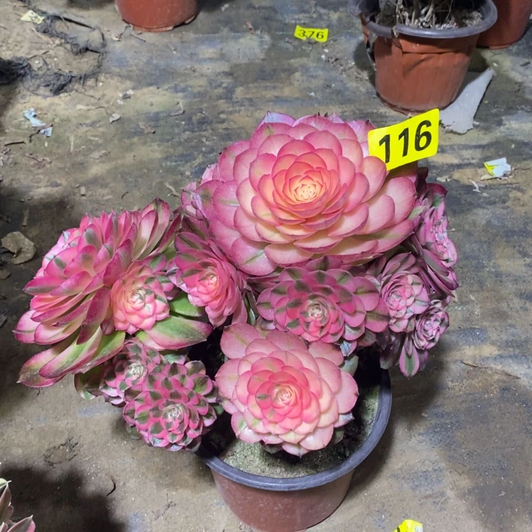 荔枝多肉法师116