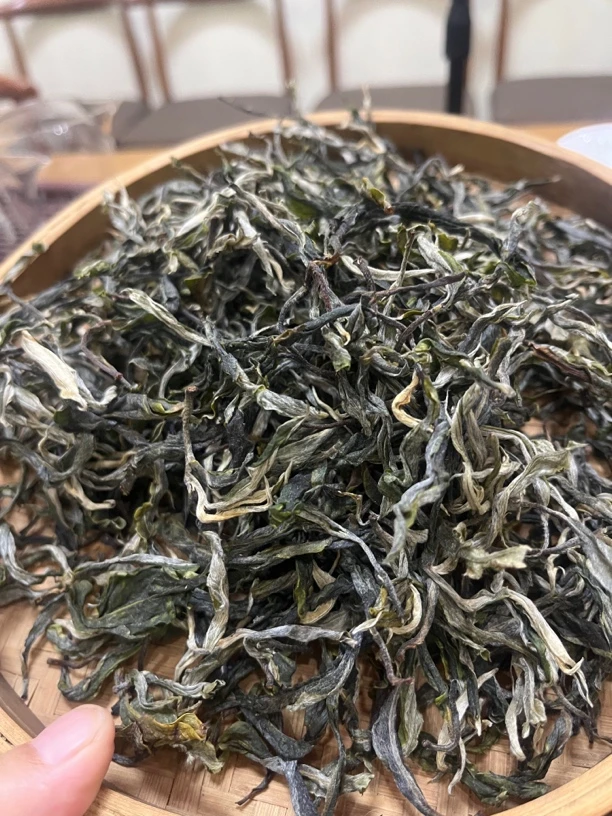 2025年普洱生茶大户赛头春