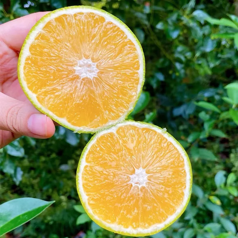 正宗云南冰糖橙大果当季新鲜水果现摘青皮冻橙手剥甜橙子夏橙整箱