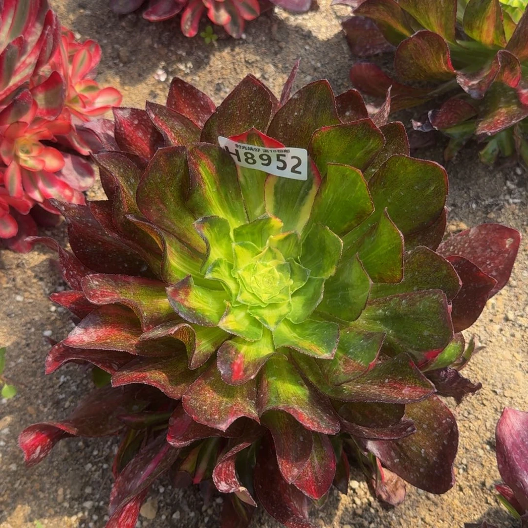 8952魅影中斑多肉