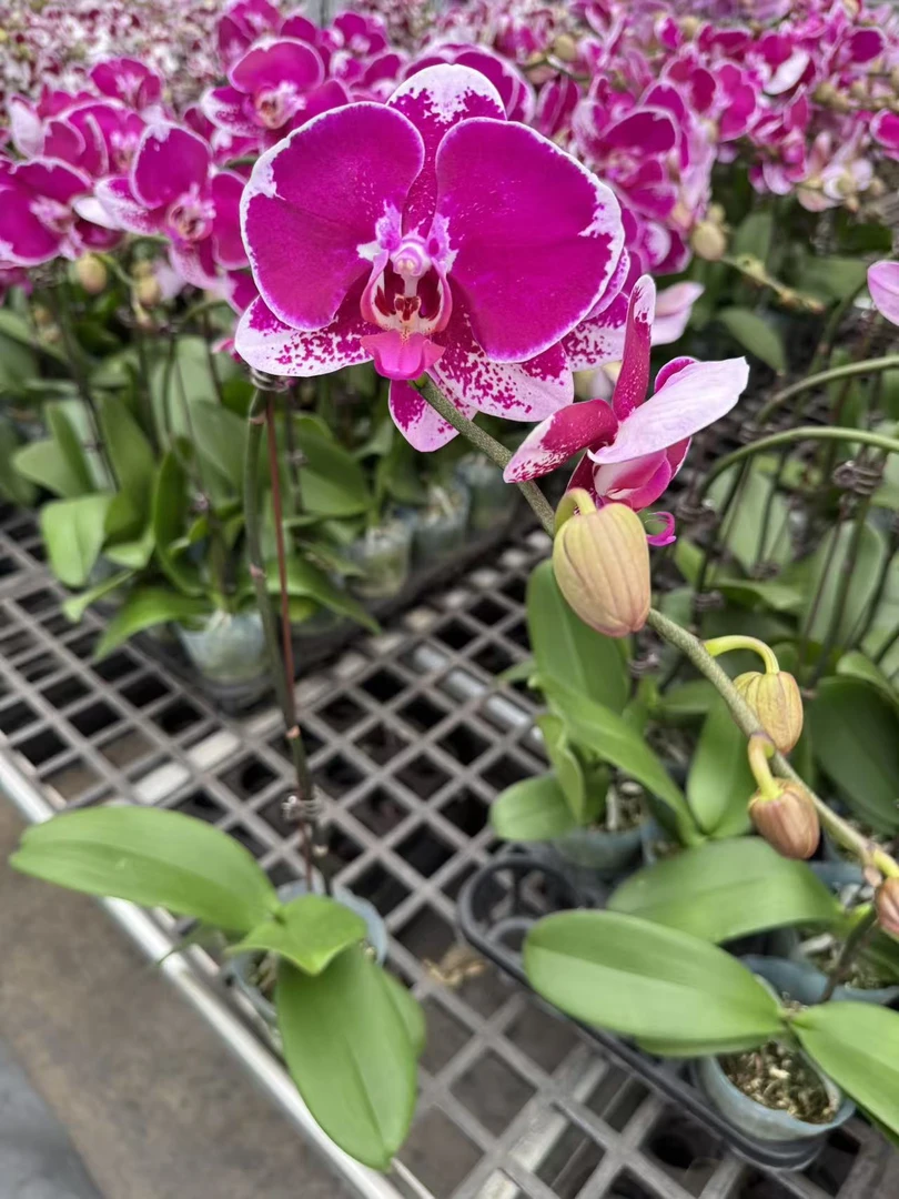 蝴蝶兰【小美】昆明直发