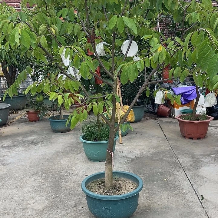 花***开完全开放果树果树11111