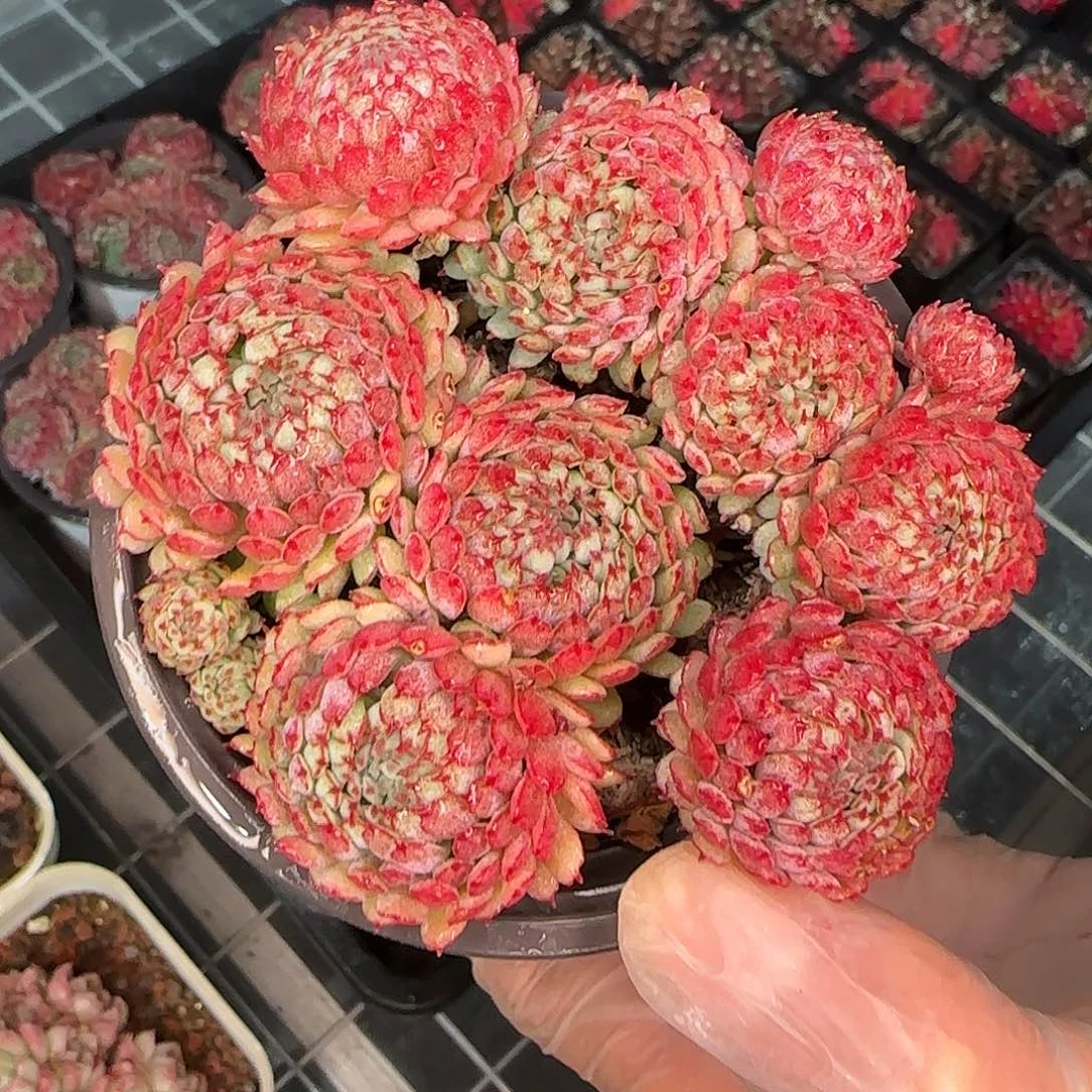 从前慢花园精选小红船