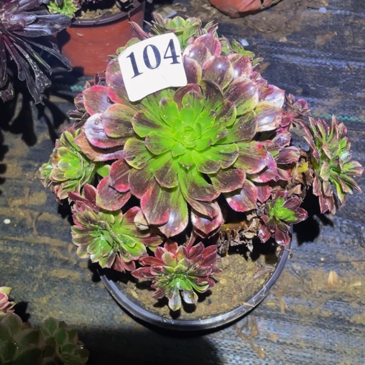 莫兰迪多肉植物104