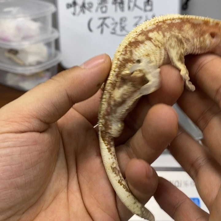 睫角守宫2025.12.15八十四