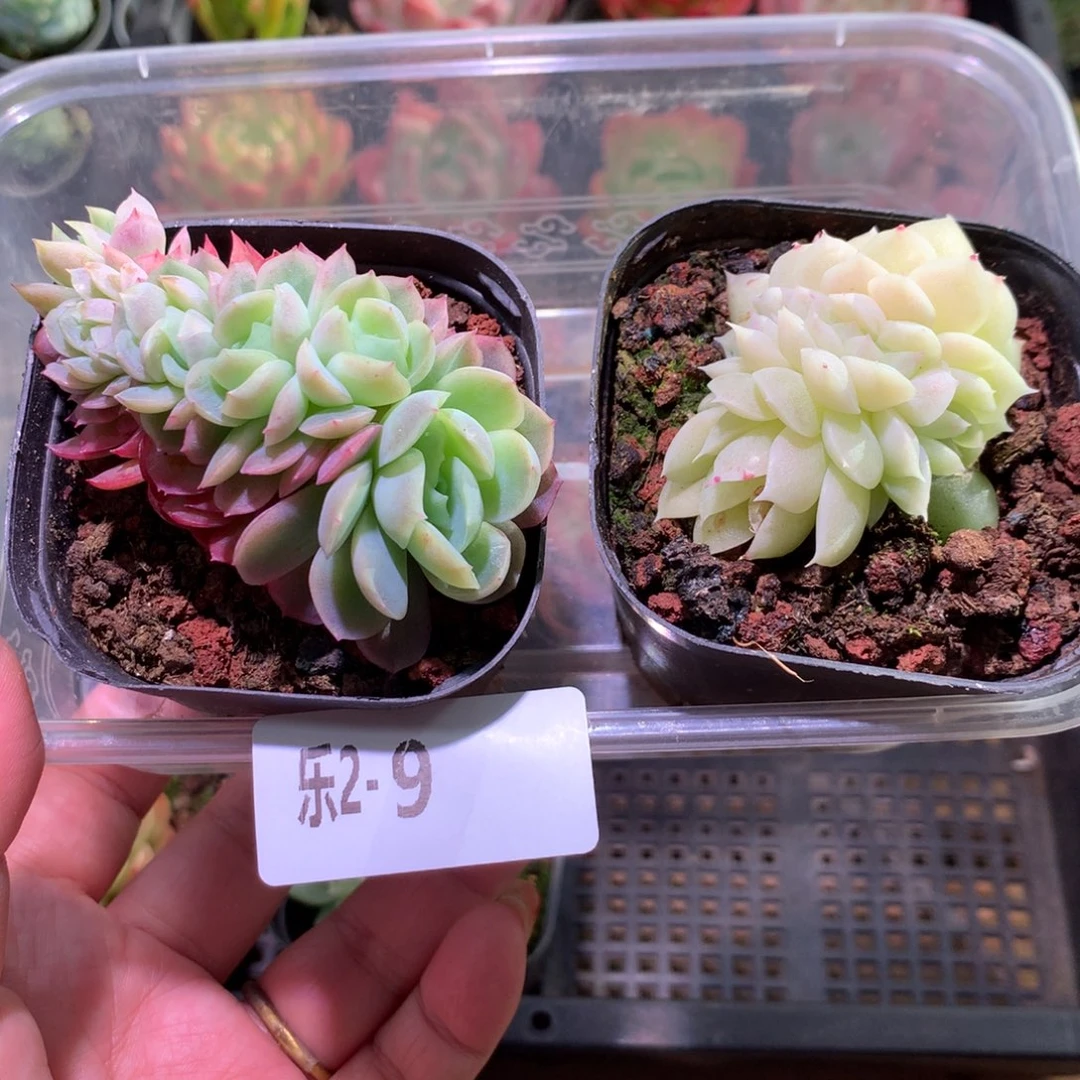 乐然 2-9 框拍2颗 带盆土