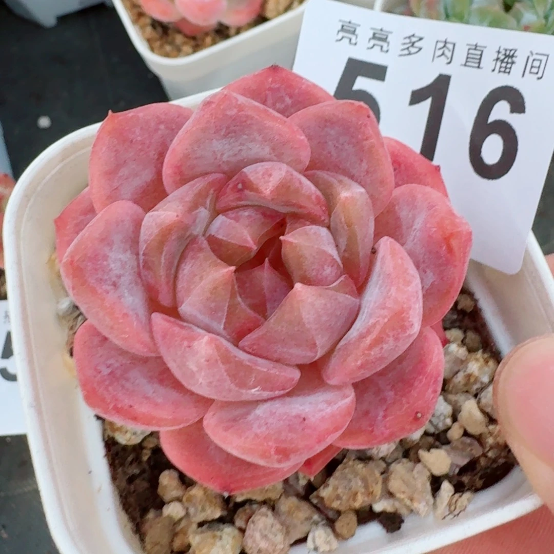 粉魄            精美多肉植物