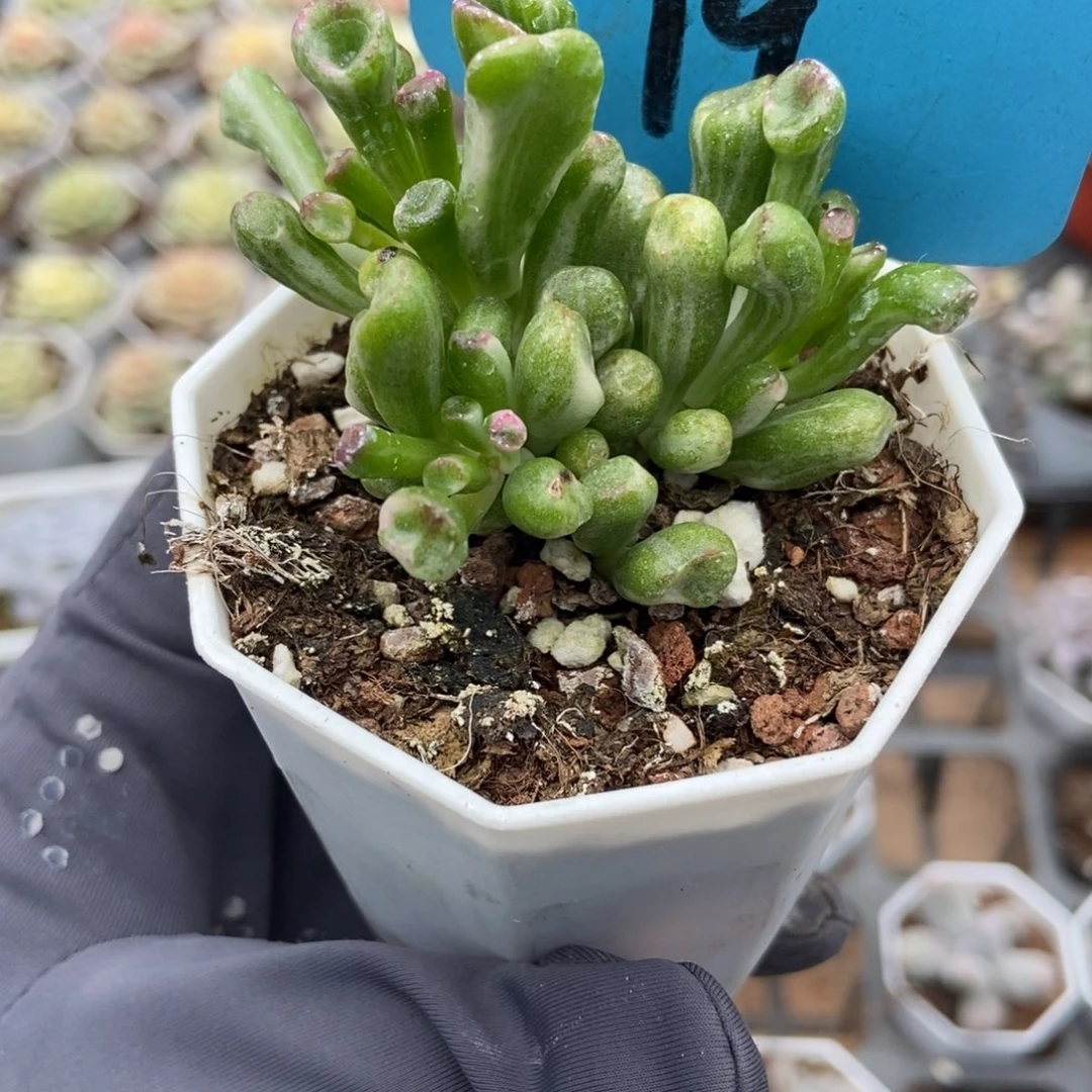 19吸财树锦多肉植物