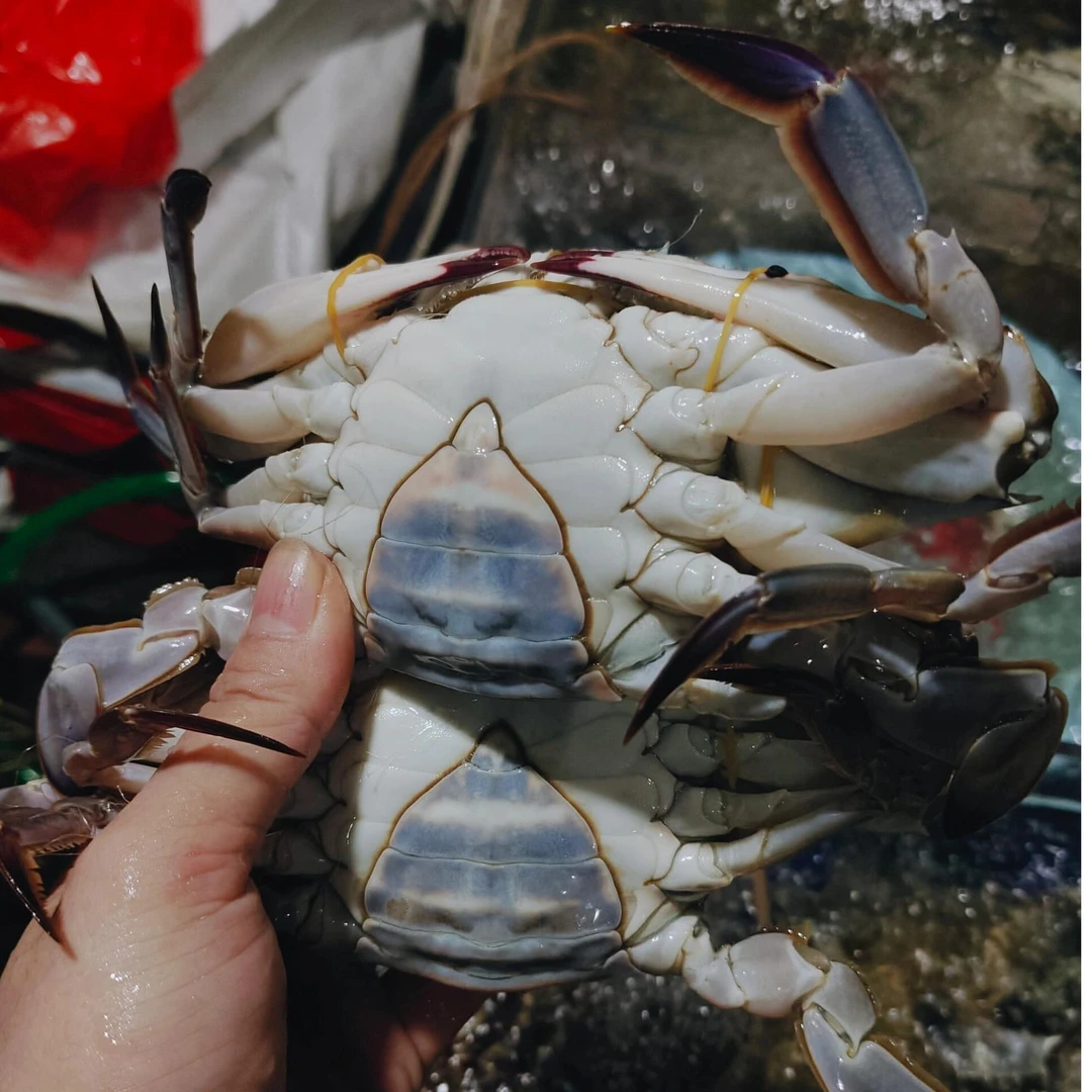 舟山梭子蟹【母蟹】流网梭子蟹单只3-4两到手10只共3.5斤【冻蟹】螃蟹