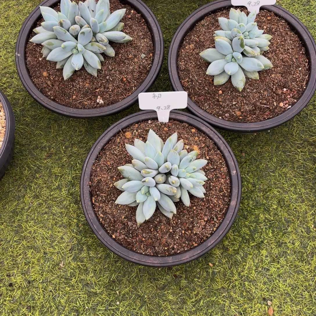 M***初哥特萝莉多肉植物3颗