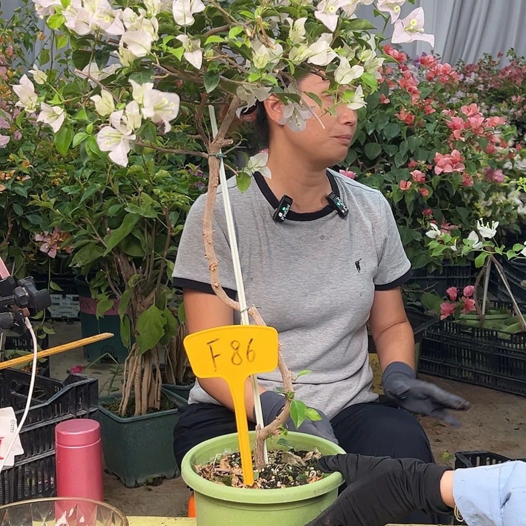 佳***装当前无花栽培后可以开花F86苹果花
